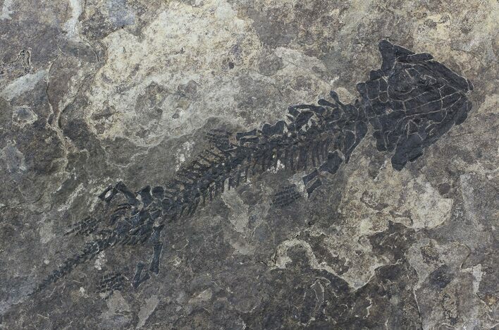 Discosauriscus (Early Permian Reptiliomorph) #62695